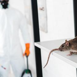 3d Protect Idf Dératisation Désinsectisation Désinsectisation Désinfection Cafard Rat Punaise Lit