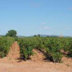 Domaine Des Crès Ricards