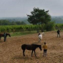 Aubance Equitation