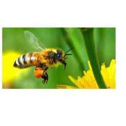 Abeilles&essentielles