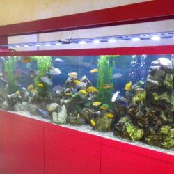 Abj Entretien Aquarium