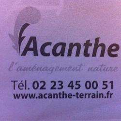 Acanthe