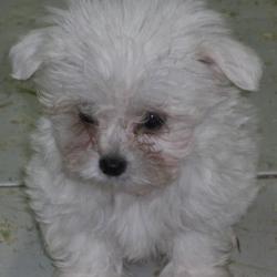 Elevage De Petits Chiens A C S