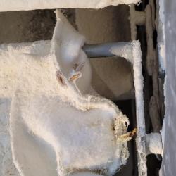 Activ Control: Dératisation, Guêpes, Frelons, Punaises De Lits