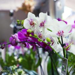 Adelys Fleurs
