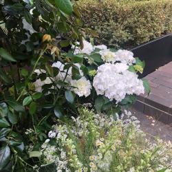 Adonis Fleurs Paris