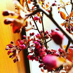 Adonis Fleurs Paris