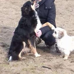 Aec Urkangun Education Canine