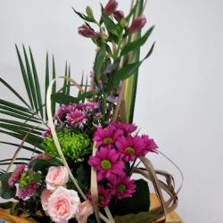Agapanthe Et Compagnie