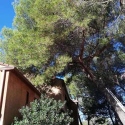 Agil Arbre