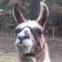 Aix En Lama