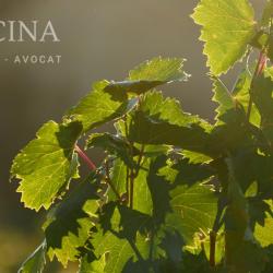 Alcina Virginie Avocat
