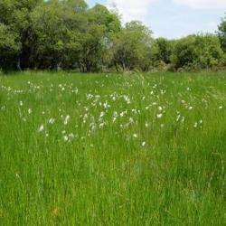 Alifa Arabians