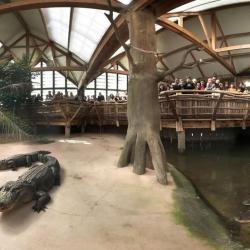 Alligator Bay