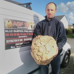 Allo Guepes Frelons 53