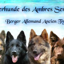 Berger Allemand Ancien Type Des Ambres Sera