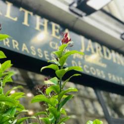 Althea Jardins
