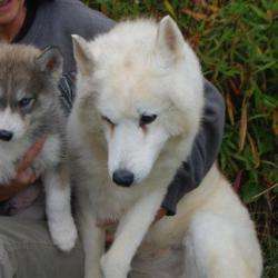 Amarok 's Siberian Huskies