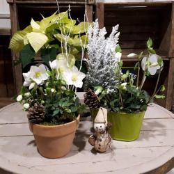 Ambiance Fleurs