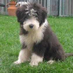 Educateur Comportementaliste Canin 59/62