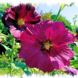 Amijardin