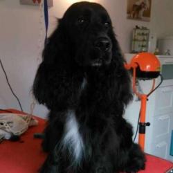 Amour De Chiens
