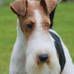 Amour De Chiens