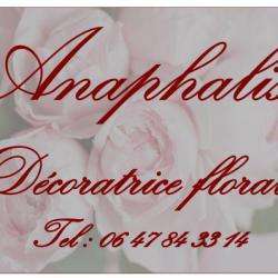 Anaphalis