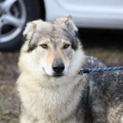 Angoulème Education Canine