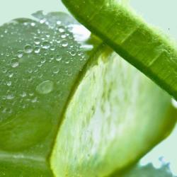 Anialoe