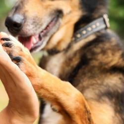 Animal-balance.org