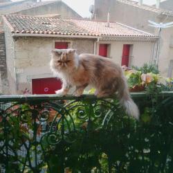 Animal Compagnie