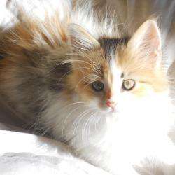 Animalerir Discount Draguignan
