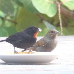 Animaux De Martinique