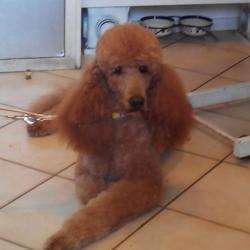 Annabell Toilettage Annabell Balue