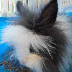 Annabell Toilettage Annabell Balue