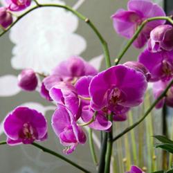 Anne Flor
