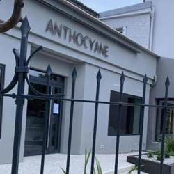 Anthocyane