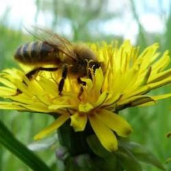 Apiculture Chambron