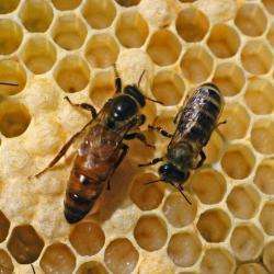 Apiculture Simonet