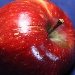 Apple Bio