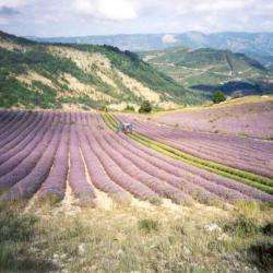 Apt Aromatiques Sarl