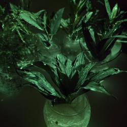 Aquaphuton