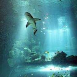 Aquarium De Paris