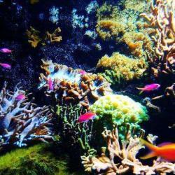 Aquarium Du Cap D'agde