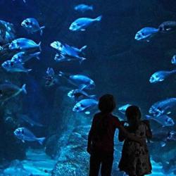 Aquashow