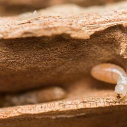 Aquitaine Termites Contrôle