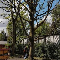 Arbor Paysage