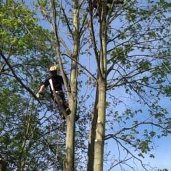 Arbre De Vie
