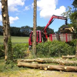 Arbre Et Espace